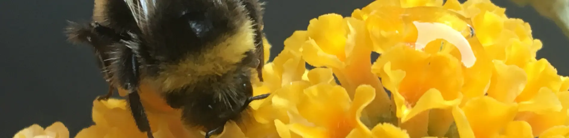 Hummel auf gelben Sommerflieder nach einem Regenguss