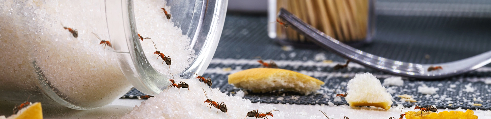 Schädlinge, Tiere, Falle, Befall