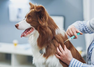 Allergietest für Hunde in Anröchte Allergietest Hund, Hund Allergie Anröchte, Tierarzt Allergietest, Hundeallergie testen, Allergietest Anröchte, Hund Gesundheit, Allergie Diagnostik Hund