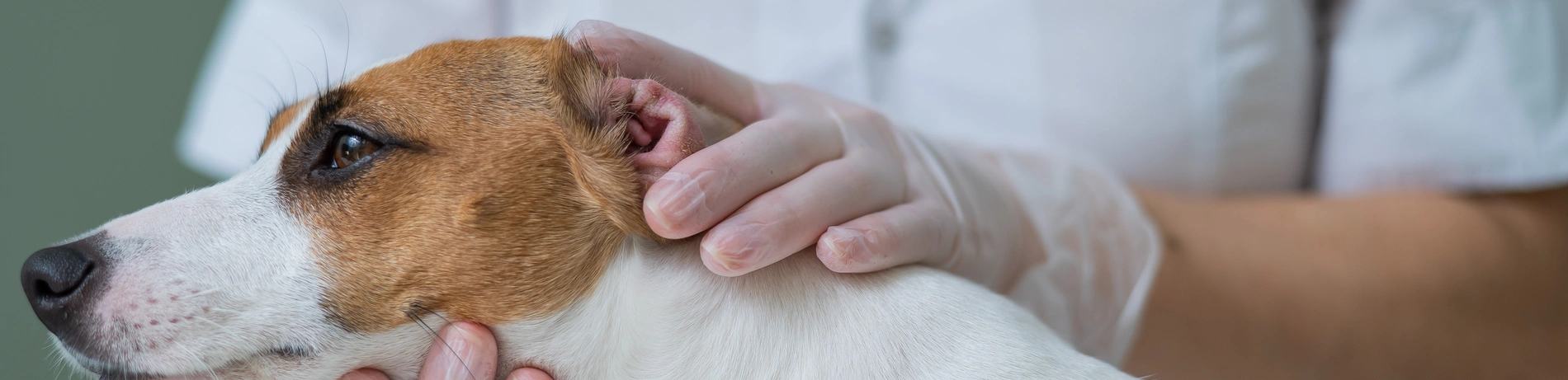 Allergietest Hund, Hund Allergie Test, Metelen, Hundeallergie, Allergiediagnose Hund, Tierarzt Allergietest, Hund Allergie Symptome, Futtermittelallergie Hund, Umweltallergie Hund