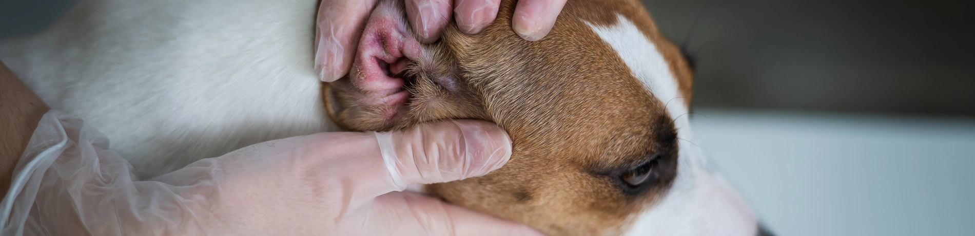 Hund, Untersuchung, Arzt, Behandlung, Medikamente, Allergietest