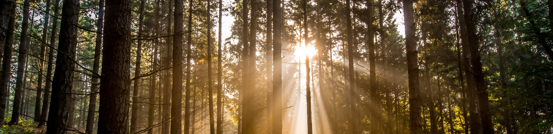 Wald, Waldbestattung, Friedhof, Sonnenlicht