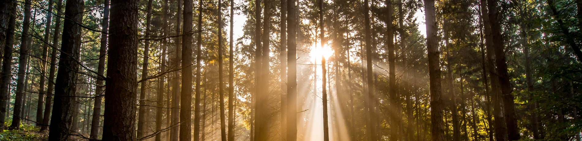 Sonnenlicht, Wald, Friedwald, Ruhe