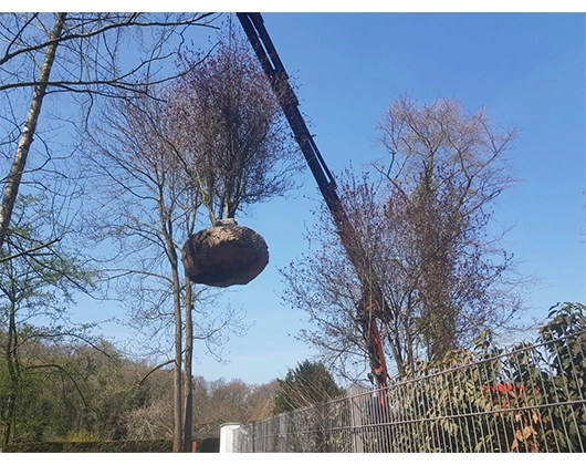 Galerie-Bild 7: Leffers Garten- und Landschaftsbau aus Dötlingen von Leffers Garten- und Landschaftsbau 