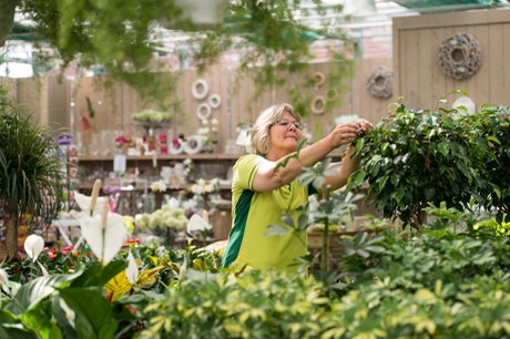 Galerie-Bild 6: Buchwald grün erleben aus Malente von Buchwald grün erleben , Pflanzencenter Gartenmarkt