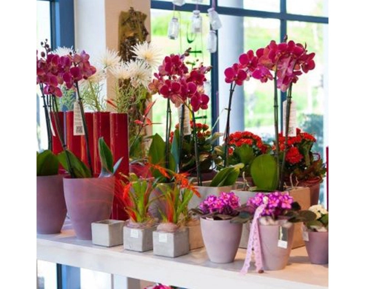 Galerie-Bild 1: Blatt & Blüte aus Ehingen (Donau) von Blatt und Blüte Blumenfachgeschäft