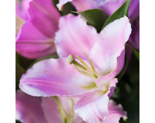 Galerie-Bild 10: Blatt & Blüte aus Ehingen (Donau) von Blatt und Blüte Blumenfachgeschäft