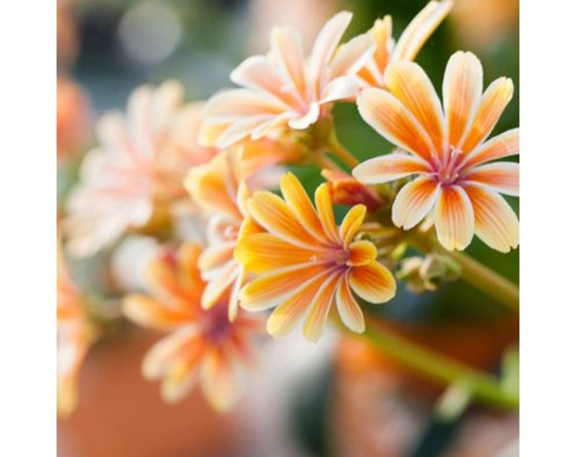 Galerie-Bild 11: Blatt & Blüte aus Ehingen (Donau) von Blatt und Blüte Blumenfachgeschäft