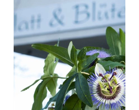 Galerie-Bild 14: Blatt & Blüte aus Ehingen (Donau) von Blatt und Blüte Blumenfachgeschäft