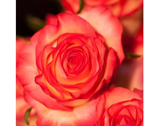 Galerie-Bild 17: Blatt & Blüte aus Ehingen (Donau) von Blatt und Blüte Blumenfachgeschäft