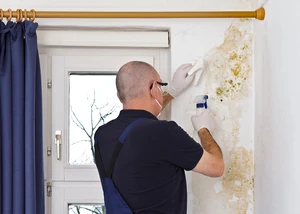 Man removing mold or mildew growing behind the drapes of an external wall in an old house with antifungal spray and tissues. Schimmelbefall, Schimmelbeseitigung, Service, Schutz, Erneuerung