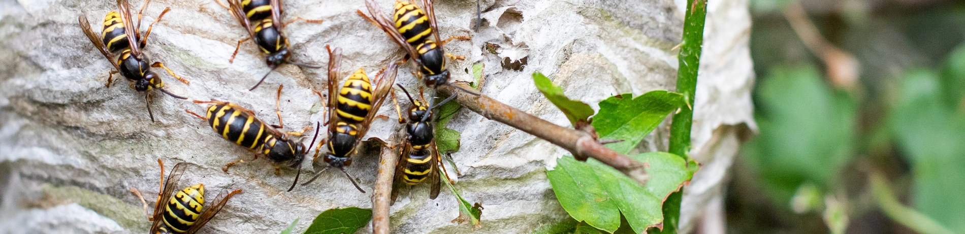 Wespennest, Schädlingsbefall, Schädling, Garten