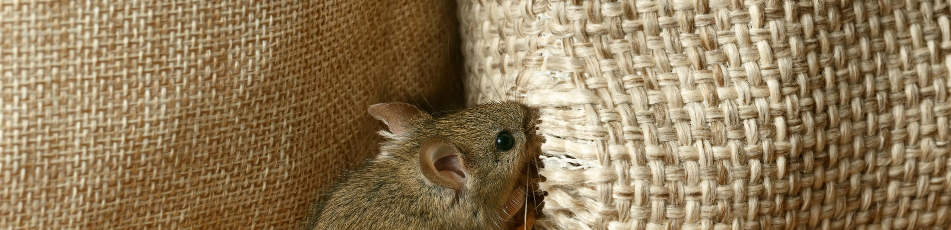 Maus, Schädlingsbefall, Schädlinge