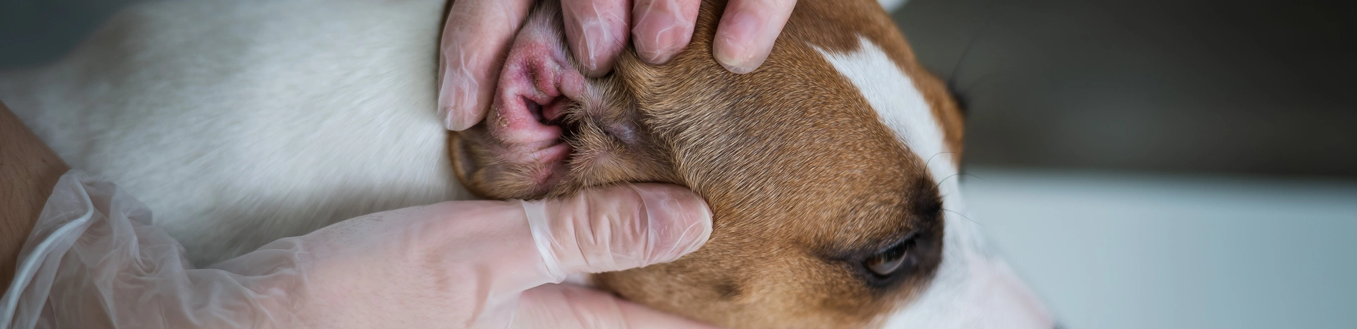 Hund, Untersuchung, Arzt, Medikamente, Allergie, Test, Krankheit