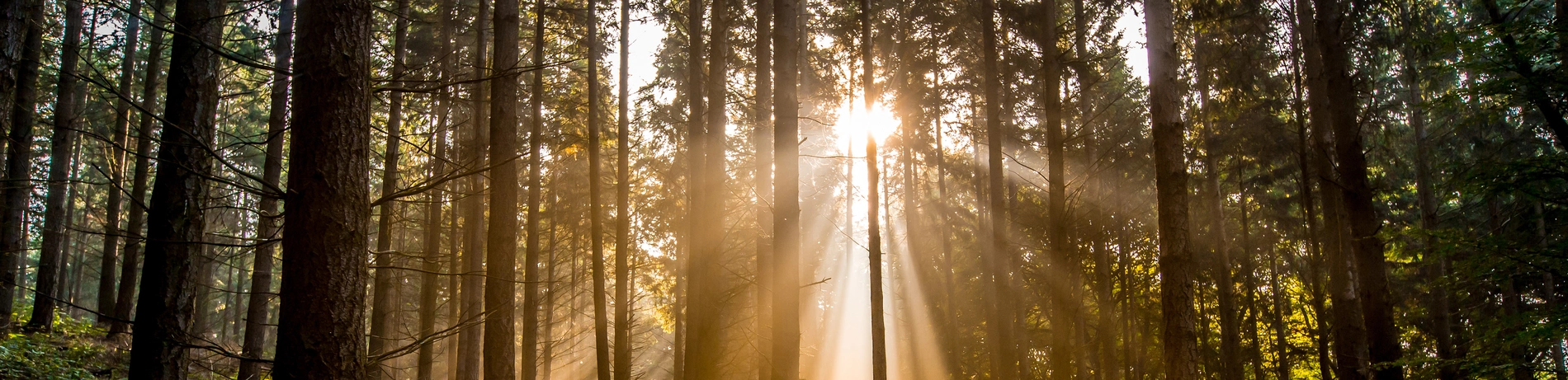 Sonnenlicht, Wald, Bestattung, Friedwald