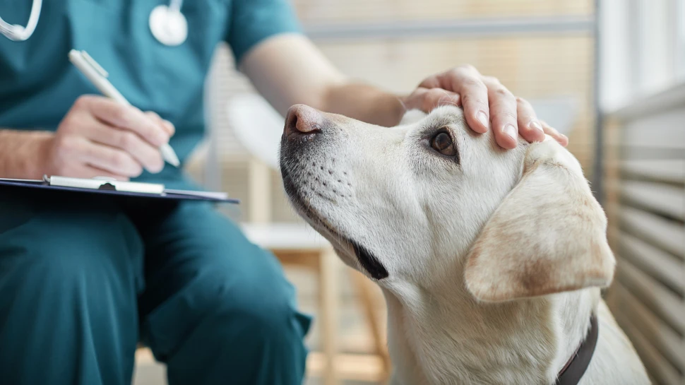 Allergietest für Hunde in Söhlde. Allergietest Hund, Hund Allergie Söhlde, Tierarzt Allergietest, Hundeallergie testen, Allergietest Söhlde, Hund Gesundheit, Allergie Diagnostik Hund