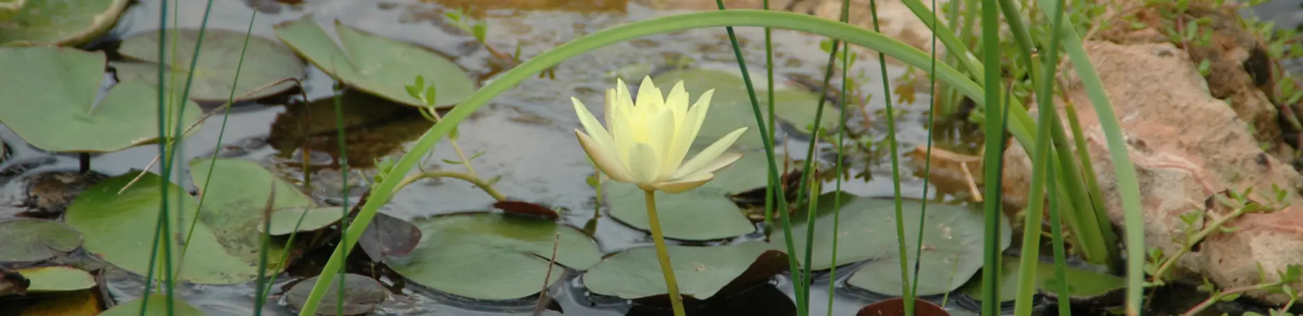 Teichrose im Gartenteich