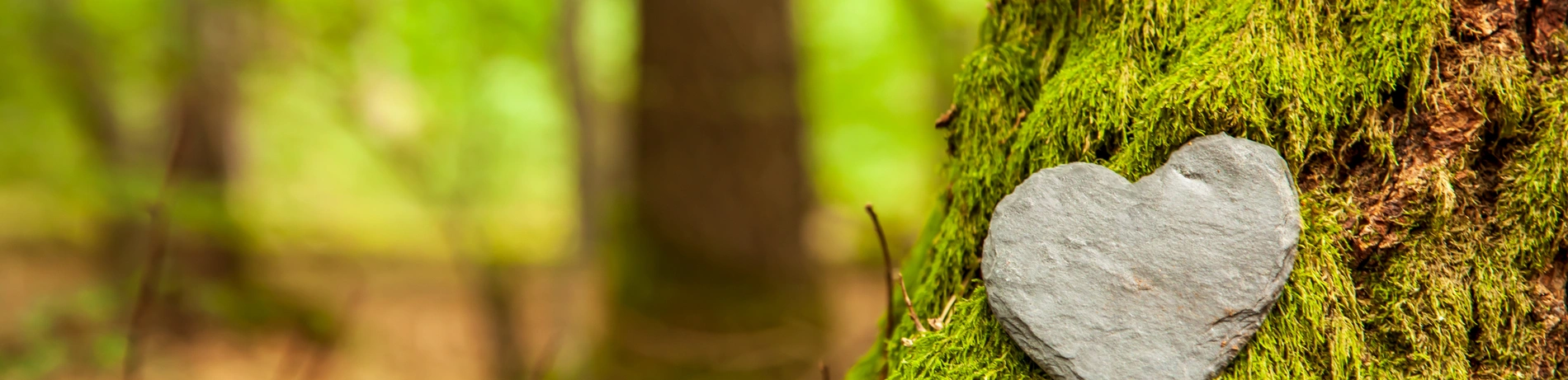 Baum, Herz, Waldbestattung, Grab