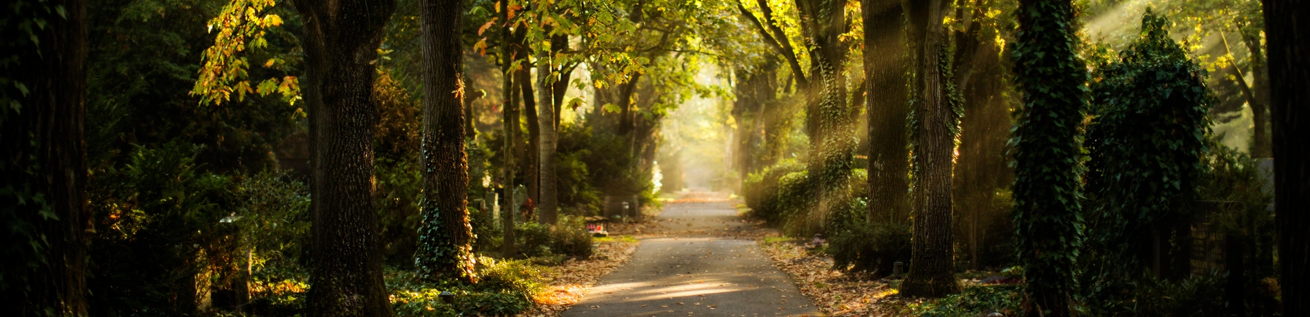 Trauer, weg, Wald, Ruhestätte, Friedhof