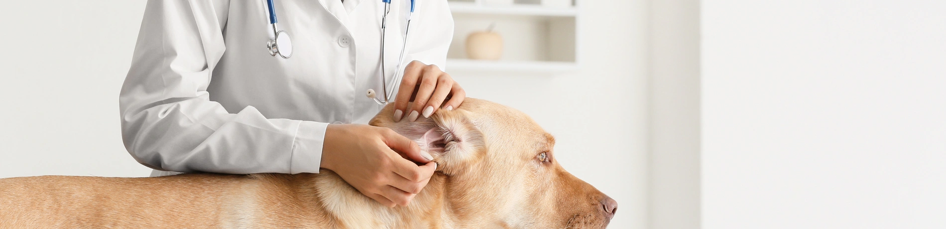 Allergietest, Hunde, Uslar, Allergien, Diagnose, Behandlung, Hundeallergien, Gesundheit, Tierarzt, Test