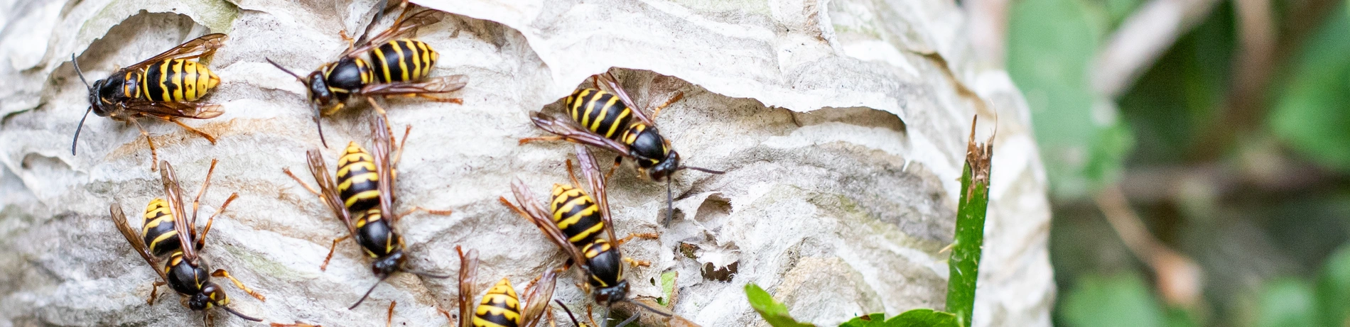 Bienen, Tiere, Schädlinge, Besiedelung, Garten