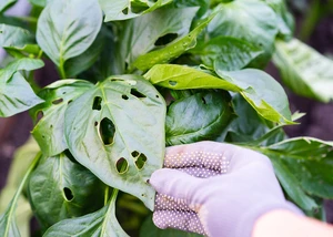 leaky pepper leaves, pests of vegetable seedlings, damage from caterpillars in the garden and vegetable garden Schädlinge, Schädlingsbefall, Garten